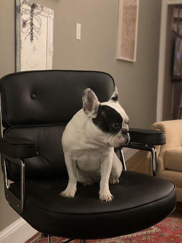 Executive Chair